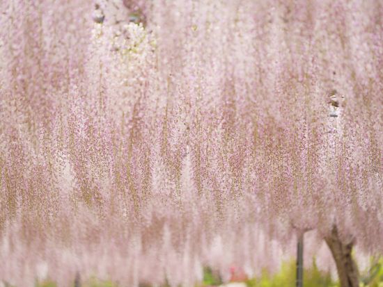 【昼食弁当付＆全日出発可】二大絶景満喫 日帰りバスツアー！青いネモフィラで埋め尽くされるひたち海浜公園とあしかがフラワーパークの大藤を鑑賞＜4/18～5/3 ＞