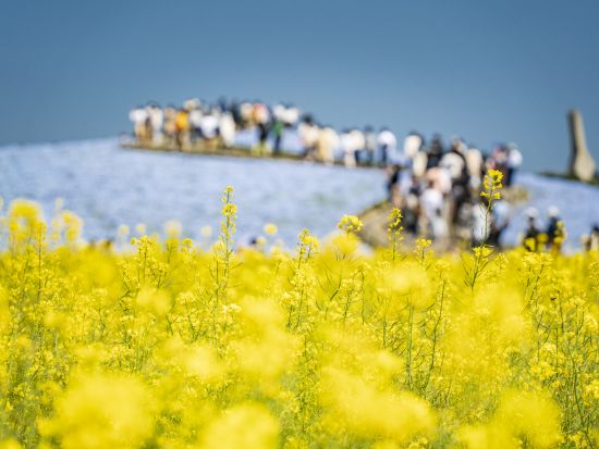 【昼食弁当付＆全日出発可】二大絶景満喫 日帰りバスツアー！青いネモフィラで埋め尽くされるひたち海浜公園とあしかがフラワーパークの大藤を鑑賞＜4/18～5/3 ＞