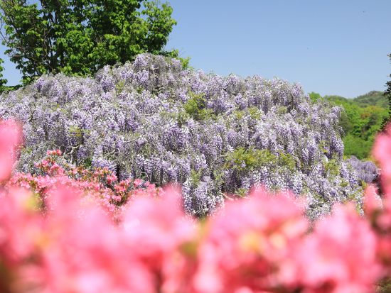 【昼食弁当付＆全日出発可】二大絶景満喫 日帰りバスツアー！青いネモフィラで埋め尽くされるひたち海浜公園とあしかがフラワーパークの大藤を鑑賞＜4/18～5/3 ＞