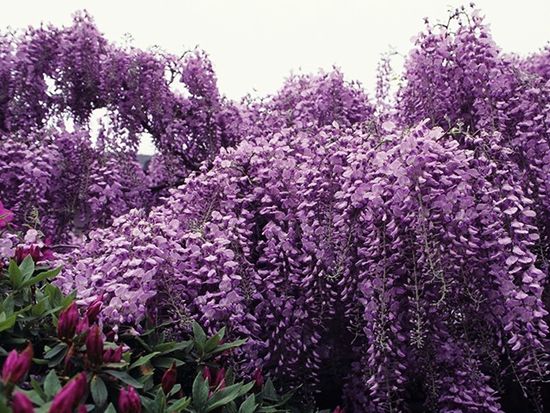 wnf05n_001_koyasudizoudera_fuji