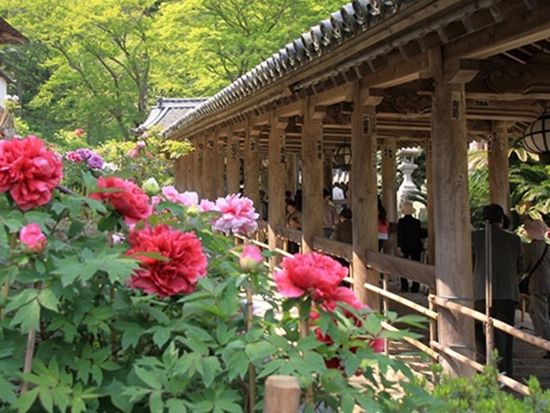 wnf05n_005_hasedera_botan