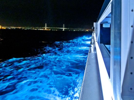 みなとみらいイルミネーションクルーズ  シーバス イルミネーションガイドとともにめぐる横浜夜景＜土日祝限定／横浜駅東口発着＞