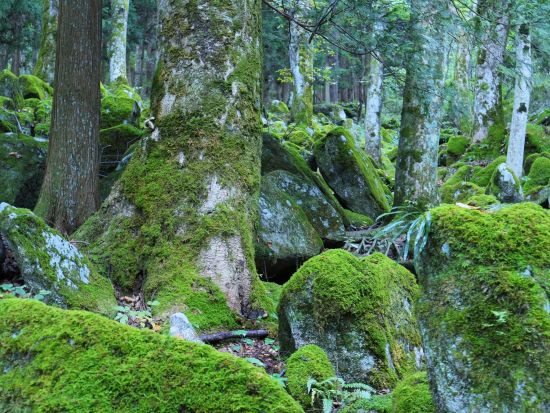 貸切観光タクシー　パワースポット遠野の神様めぐり 卯子酉様+五百羅漢+松崎観音+早池峰神社+福泉寺etc.＜3.5時間／盛岡発⇒遠野着＞