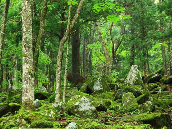 貸切観光タクシー 花巻から行く！　五百羅漢+鍋倉城跡　新花巻駅、空港、花巻温泉お送り付き ＜2時間／花巻発⇒遠野着＞