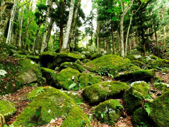 貸切観光タクシー 遠野物語をめぐるショートコース　五百羅漢+鍋倉城跡+乳神様 ＜1時間／遠野市内発着＞