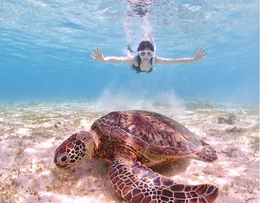 うみがめシュノーケルツアー　透明度抜群の宮古島の海を舞台にうみがめと一緒に写真撮影！ドローン撮影のオプションもご用意＜写真付／宮古島＞