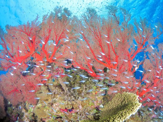 ファンダイビング ダイビング初心者から上級者まで幅広く八重山の海を満喫できる＜2～3ダイブ／ホテル送迎可／石垣島＞ 