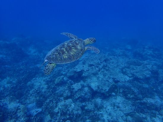 イルカウォッチング＋ウミガメシュノーケリング　イルカ探しと秘密のウミガメポイントでシュノーケリングを楽しもう＜午前／日本語ガイド＞by ジェントリーブルー