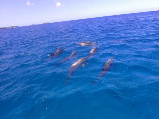 イルカウォッチング＋ウミガメシュノーケリング　イルカ探しと秘密のウミガメポイントでシュノーケリングを楽しもう＜午前／日本語ガイド＞by ジェントリーブルー