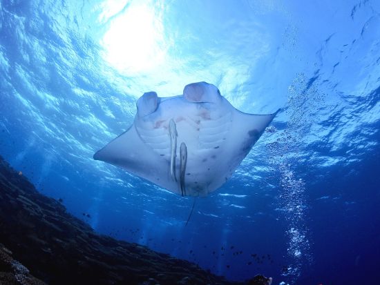 体験ダイビング 石垣島の透明度抜群な水中世界へご案内♪ 初心者の方も経験豊富なスタッフがしっかりサポート＜2～3ダイブ／ホテル送迎可／石垣島＞ 