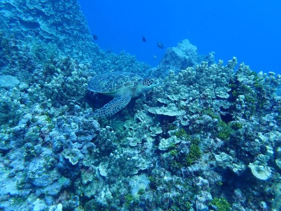 イルカウォッチング＋ウミガメシュノーケリング　イルカ探しと秘密のウミガメポイントでシュノーケリングを楽しもう＜午前／日本語ガイド＞by ジェントリーブルー