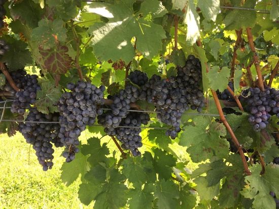 Breaux_Vineyard_Grape
