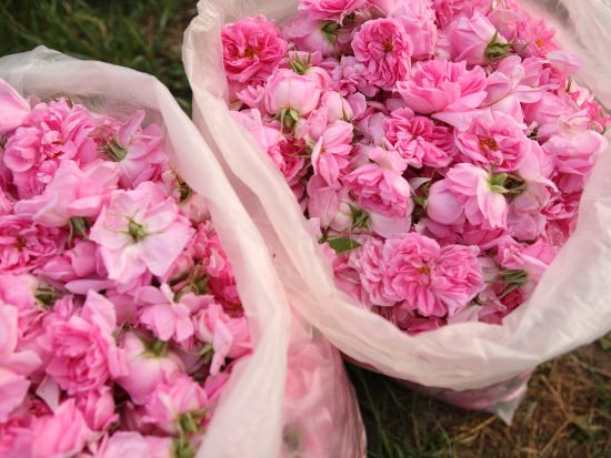 【プライベートツアー】6月7日（日）限定！ダマスセナ バラ園＋カザンラック・バラ祭り日帰り観光ツアー＜専用車／ソフィア発＞