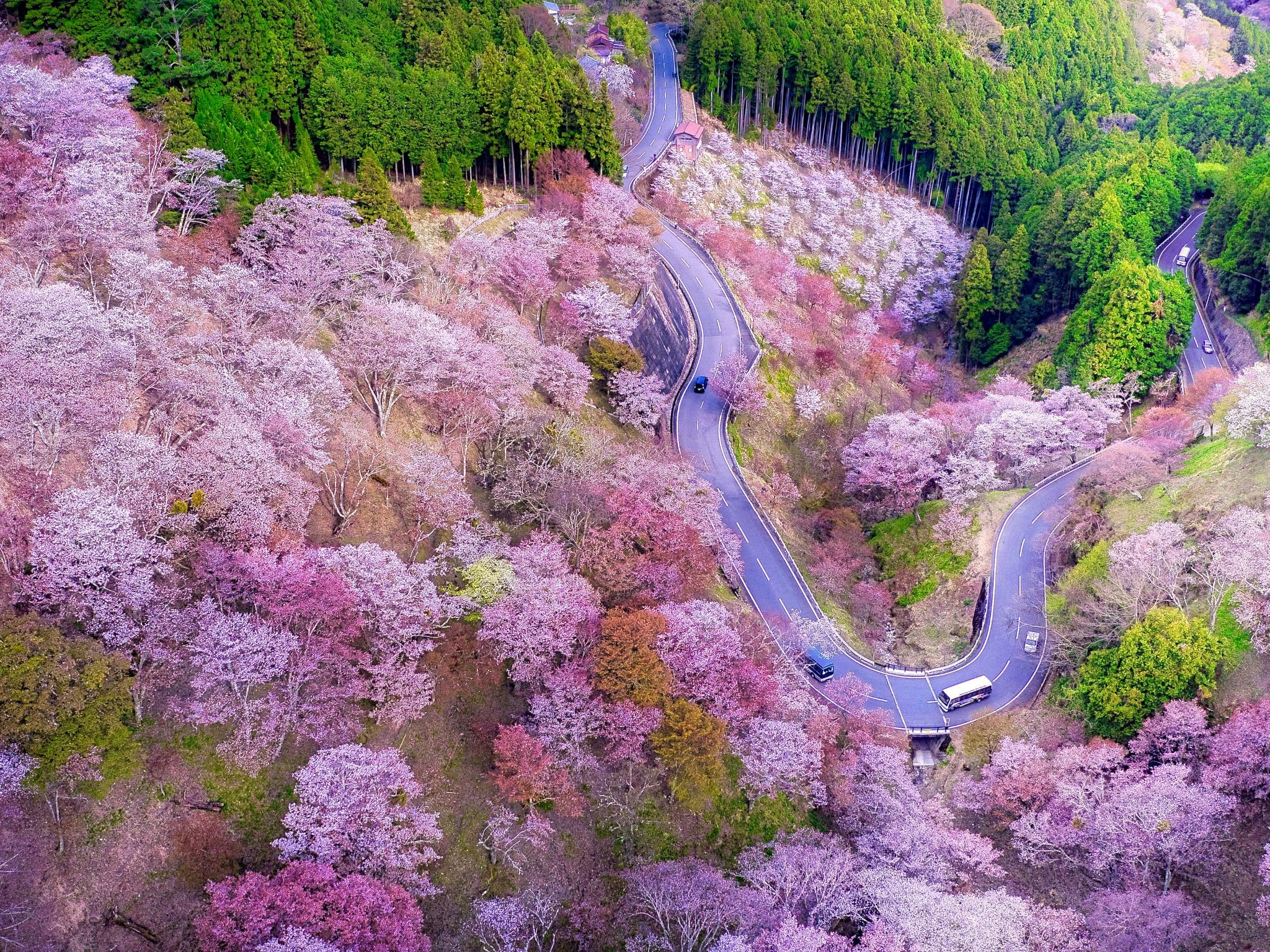 吉野山 (桜・お花見の国内アクティビティ特集2023) | 日本の観光&遊び