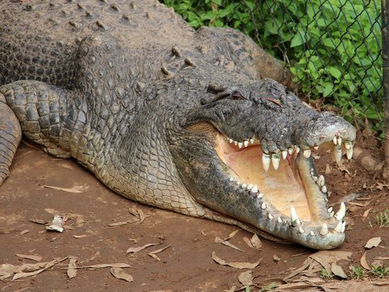 Rainforestation-Crocodile-1