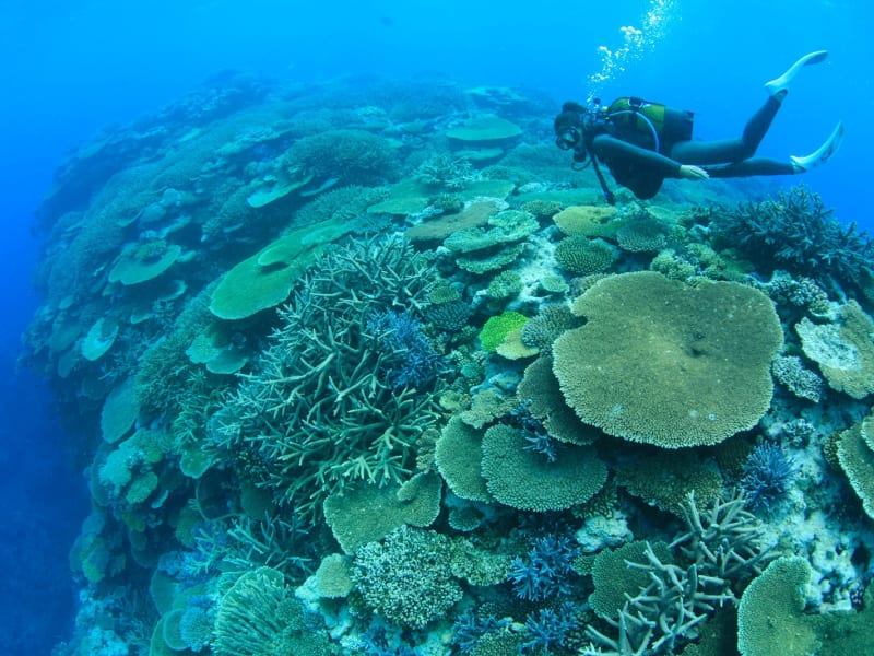 New Caledonis_Diving_coral reef_pixta_2029935_M