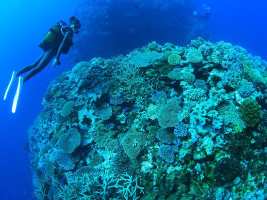 New Caledonis_Diving_coral reef_pixta_2029927_M