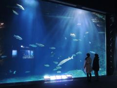 サケのふるさと 千歳水族館 前売り入場チケット