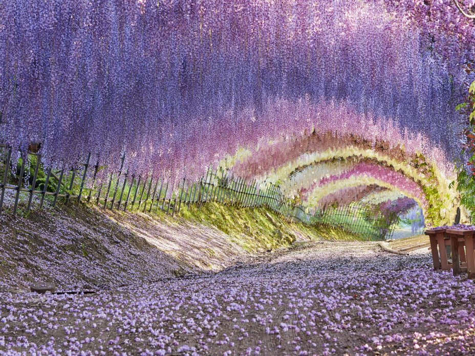 Wisteria at Kawachi Fujien Garden