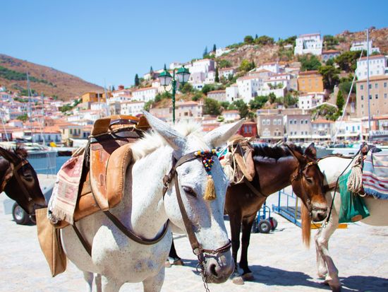 pixta_55286735_Hydra