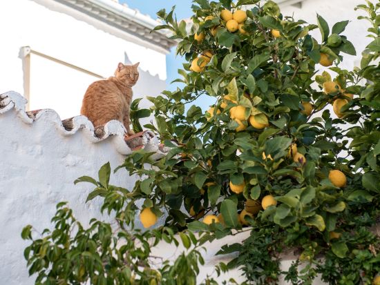 エーゲ海1日ミニクルーズ ポロス・イドラ・エギナ 3島めぐり＜昼食付／英語ガイド／ホテル送迎あり／アテネ発＞by H.I.S.