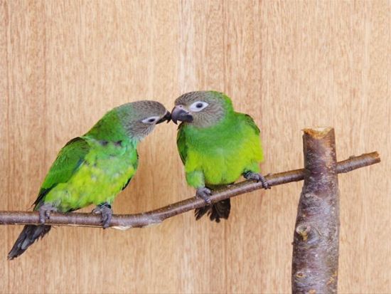 Moff animal cafe 小田原ダイナシティ店 前売り入場チケット