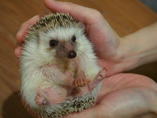 Moff animal cafe イオンモール幕張新都心店 前売り入場チケット