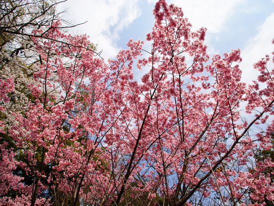 HiranoCherry blossoms_shutterstock_1500120293