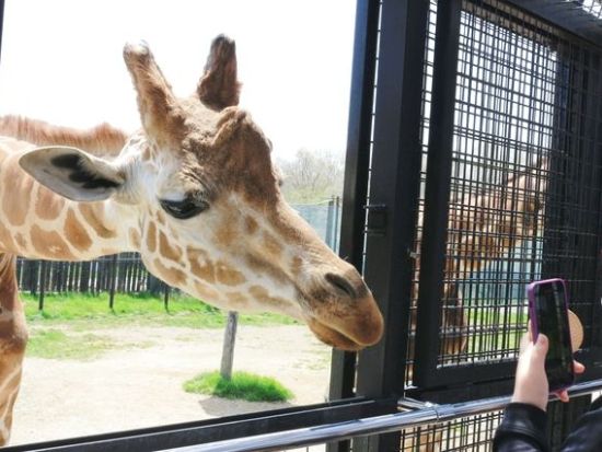 那須サファリパーク 前売り入場チケット