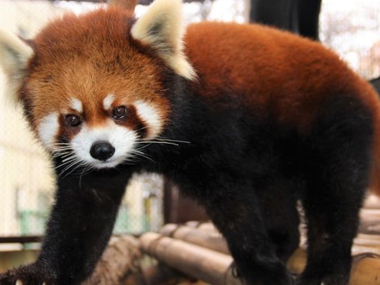 那須ワールドモンキーパーク 前売り入場チケット