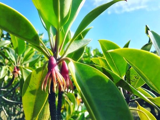 マングローブ、オヒルギ