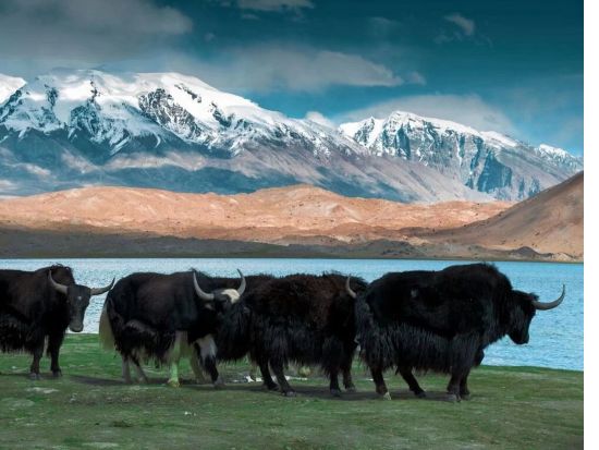 【花鳥風月】カシュガル発カラクリ湖観光観光プライベート一日ツアー～カラクリ湖行きの通行証代行＋専用車＋専属日本語ガイド＋昼食付
