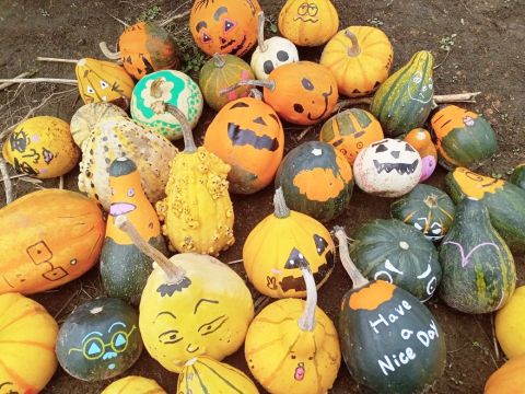 ハロウィンかぼちゃ収穫&トラクター乗車体験 小さめサイズのかぼちゃを収穫！畑を味わうランチも選択可♪＜9～10月／帯広＞by 十勝ガールズ農場