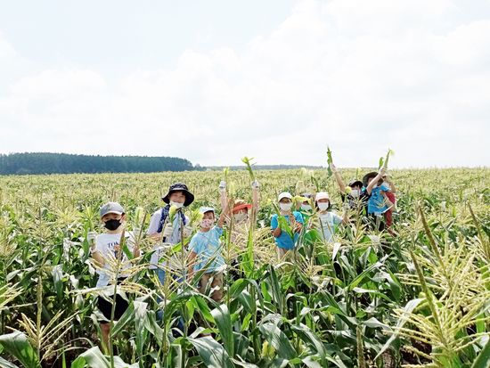 とうもろこし収穫 (2)