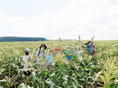 とうもろこし収穫 (2)