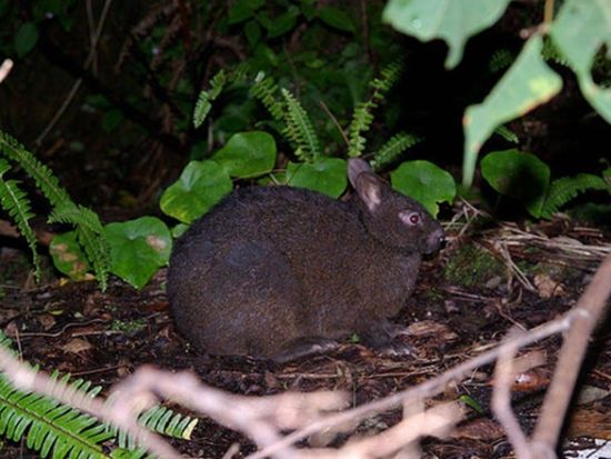 【瀬戸内町内送迎可能】奄美群島公認ガイド tomoさんがご案内する 奄美の森ナイトツアー 3名までの少人数制 ＜約2時間＞ by ナチュラルヒーリング奄美