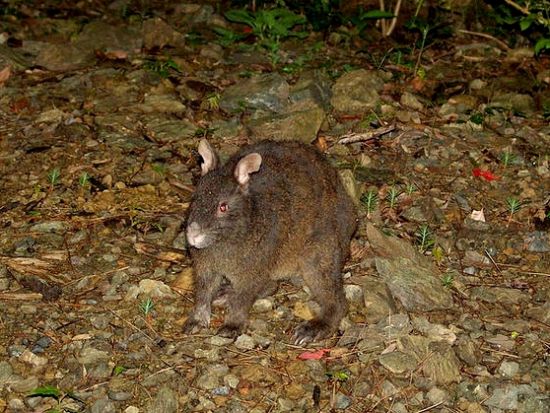 【瀬戸内町内送迎可能】奄美群島公認ガイド tomoさんがご案内する 奄美の森ナイトツアー 3名までの少人数制 ＜約2時間＞ by ナチュラルヒーリング奄美