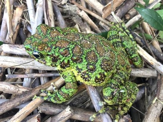 【瀬戸内町内送迎可能】奄美群島公認ガイド tomoさんがご案内する 奄美の森ナイトツアー 3名までの少人数制 ＜約2時間＞ by ナチュラルヒーリング奄美