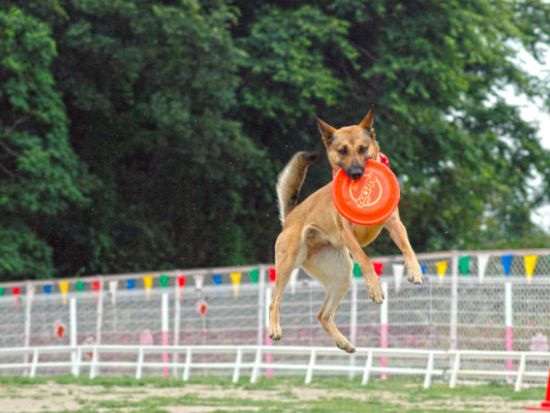 IPCわんわん動物園 前売り入場チケット