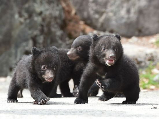奥飛騨クマ牧場 前売り入場チケット