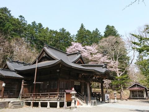 札幌発日帰りお花見バスツアー！桜薫る静内二十間道路 桜並木観桜お花見ツアー　昼食は日高つぶめし定食を堪能！＜GWのみ／札幌市内発着＞byコープトラベル