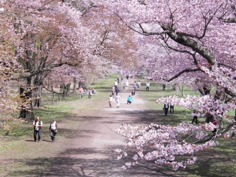 札幌発日帰りお花見バスツアー！桜薫る静内二十間道路 桜並木観桜お花見ツアー　昼食は日高つぶめし定食を堪能！＜GWのみ／札幌市内発着＞byコープトラベル