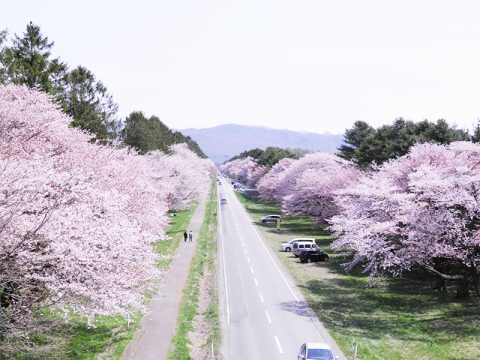 札幌発日帰りお花見バスツアー！桜薫る静内二十間道路 桜並木観桜お花見ツアー　昼食は日高つぶめし定食を堪能！＜GWのみ／札幌市内発着＞byコープトラベル