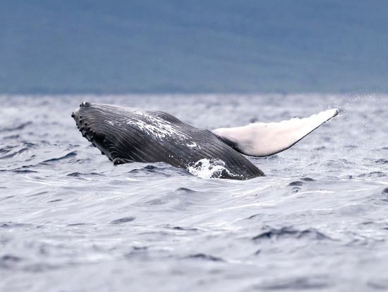 ホエールウォッチングクルーズ　イミロア号 ＜12～3月／午前・午後／ドリンク飲み放題付き／英語ガイド／カウアイ島＞