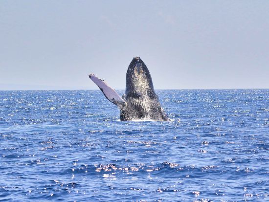 ホエールウォッチングクルーズ　イミロア号 ＜12～3月／午前・午後／ドリンク飲み放題付き／英語ガイド／カウアイ島＞