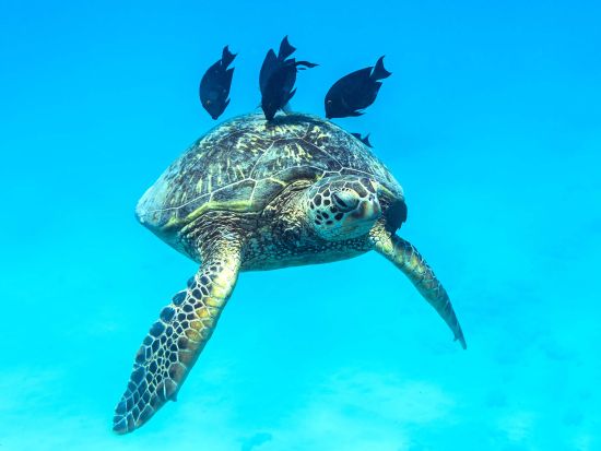 ナ・パリ・コースト　クルージング＆シュノーケリングツアー　ラッキーレディ号＜5時間／朝食・昼食付き／英語ガイド＞