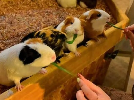 伊豆シャボテン動物公園 前売り入場チケット