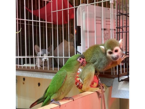 アニPONワールド 前売り入場チケット