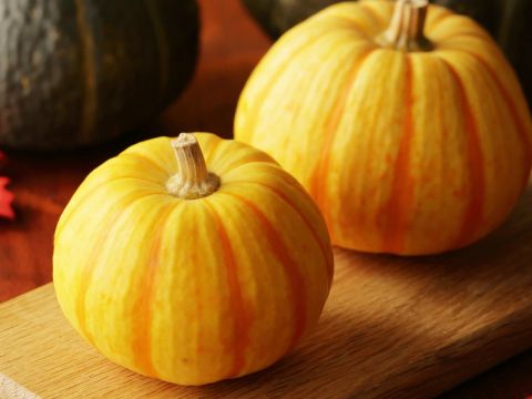 ハロウィンかぼちゃ収穫&トラクター乗車体験 小さめサイズのかぼちゃを収穫！畑を味わうランチも選択可♪＜9～10月／帯広＞by 十勝ガールズ農場