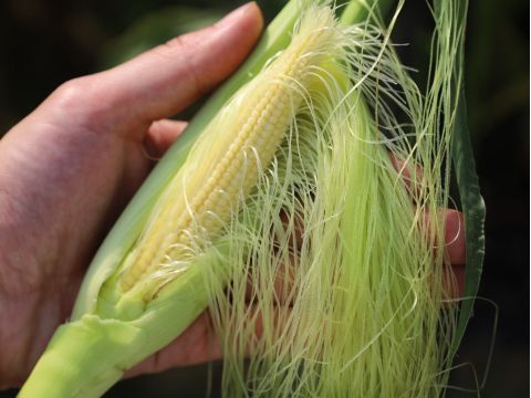 ヤングコーン収穫&トラクター乗車体験 フレッシュな野菜たっぷりランチ付きプランもご用意♪＜7月中旬～8月／帯広＞by 十勝ガールズ農場